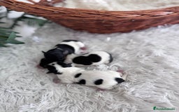 Yorkshire Terrier perros en venta: YORKSHIRE TERRIER BIEWER - Imagen 3