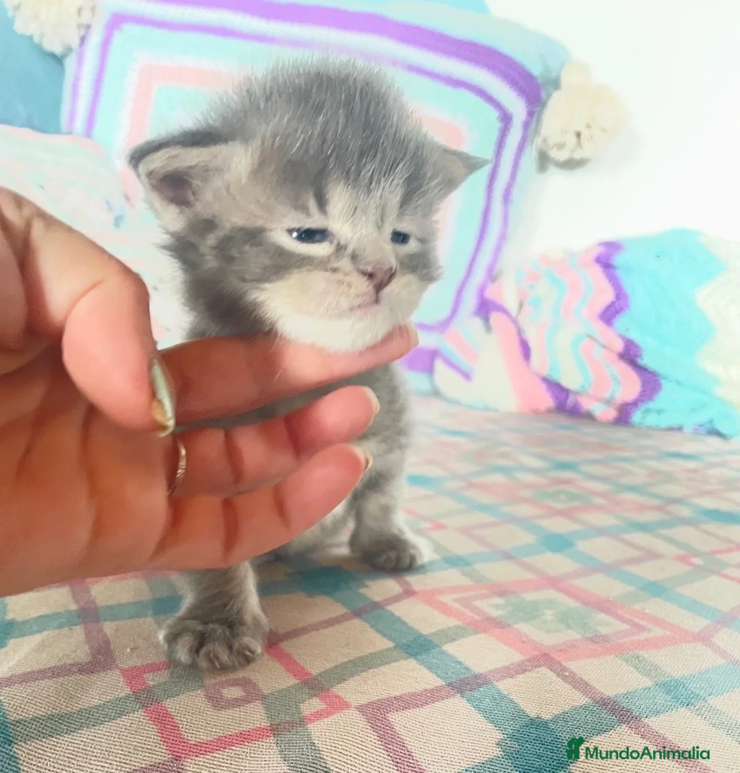 Maine Coon gatos en venta: Rey- Diez cattery  - Anuncio 7
