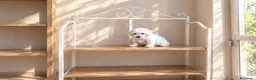 Bichón Maltés perros en venta: Bichon maltés línea coreana en Alicante - Anuncio 1