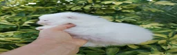 Pomerania perros en venta: Macho muy chato de pomerania  - Anuncio 3