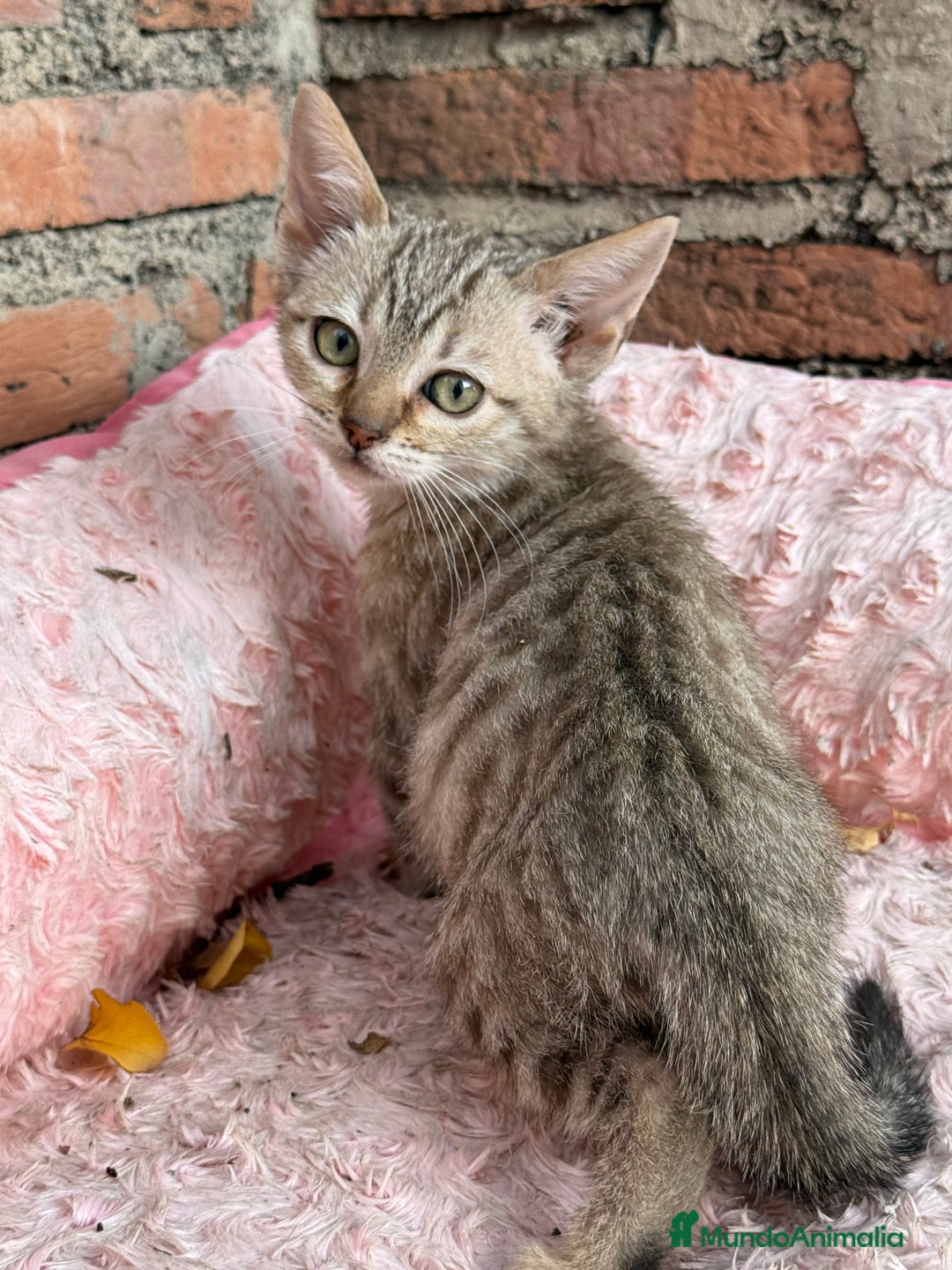 Bengalí gatos en venta: Último macho gatito bengalí snow mink - Imagen 2