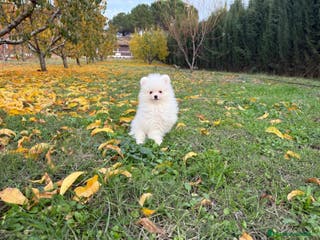 Pomerania perros Pomeranias blancos - Anuncio 31
