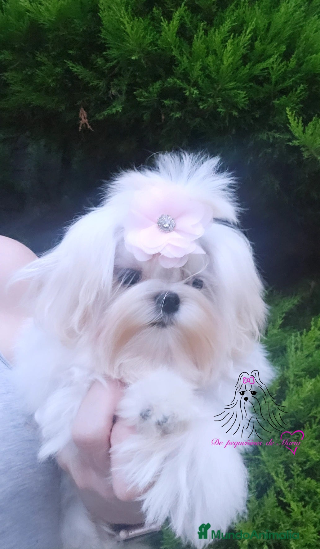 Bichón Maltés perros en venta: Bichon maltes coreano miniatura  - Anuncio 2
