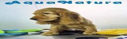 Cocker Spaniel Inglés perros en venta: Cocker Spaniel Macho - Anuncio 8