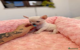 Chihuahua perros en venta: Chihuahua hembra  - Imagen 1