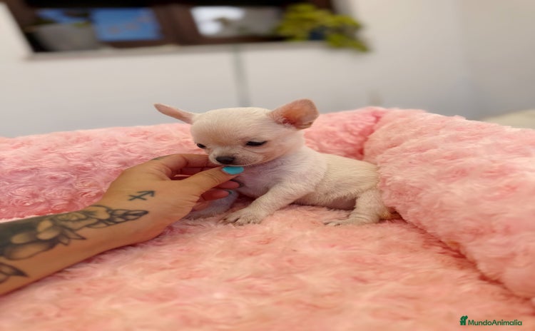 Chihuahua perros - Propaganda 1