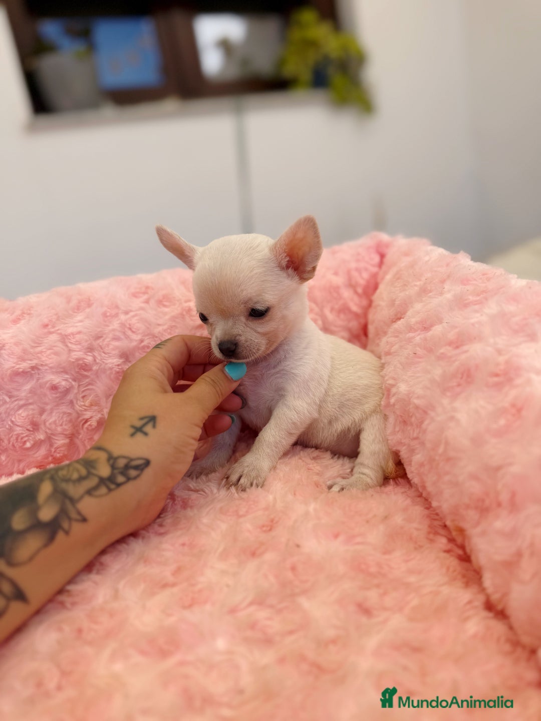 Chihuahua perros en venta: Chihuahua hembra  - Imagen 1