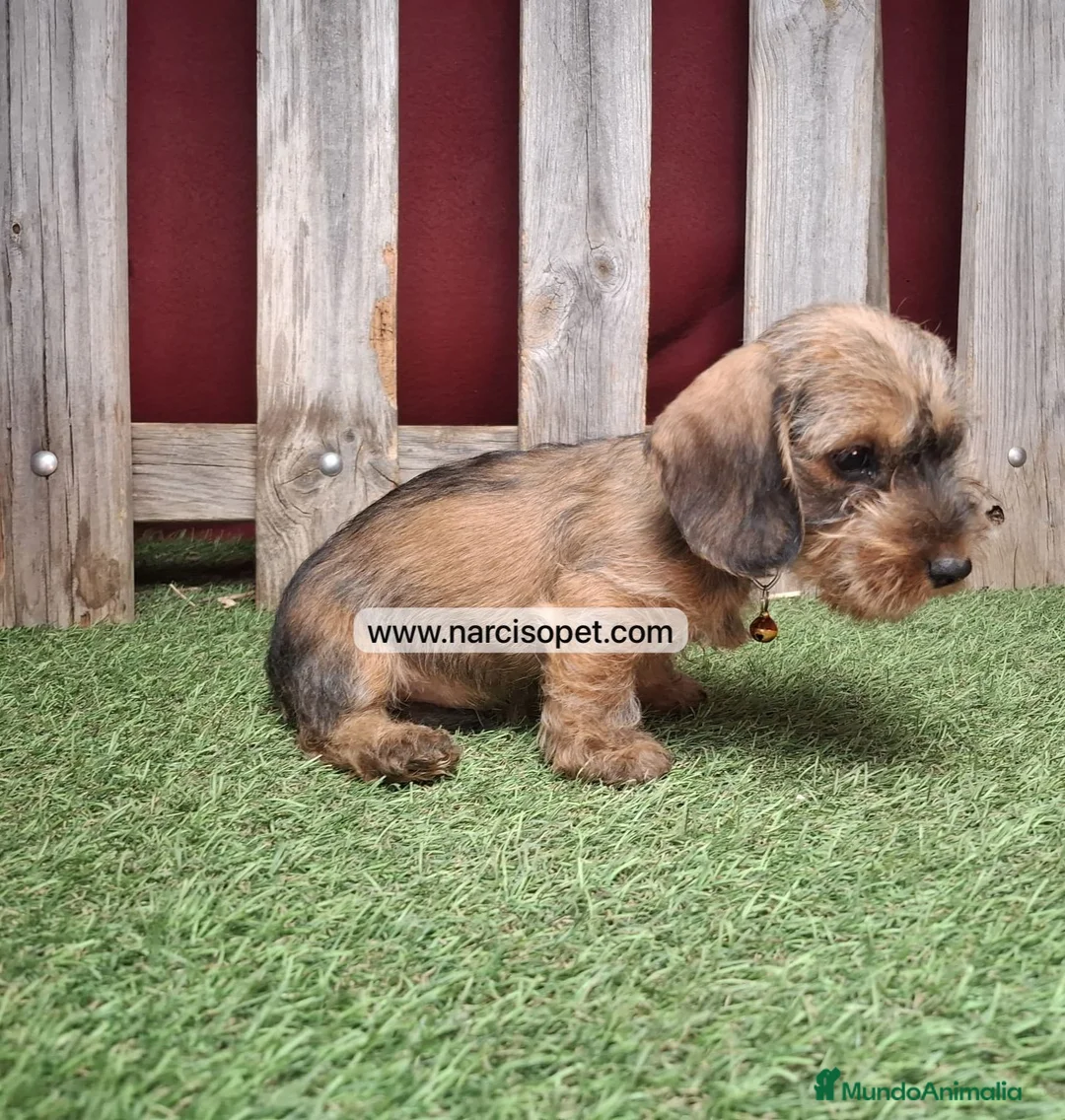 Teckel Miniatura perros en venta: TECKEL MINIATURA PELO DURO - Anuncio 4