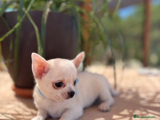 Chihuahua perros Chihuahua blanca hembra disponible !! - Anuncio 4