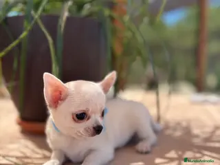 Chihuahua perros Chihuahua blanca hembra disponible !! - Anuncio 39