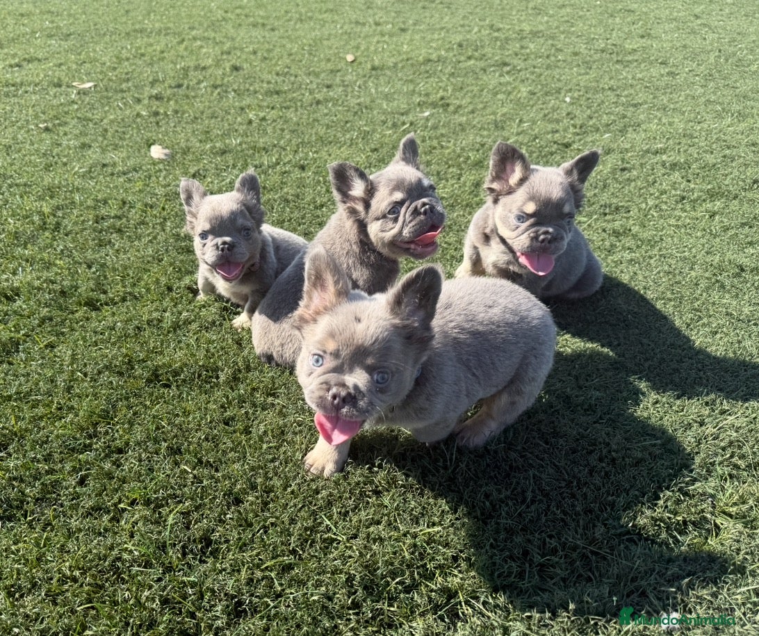 Bulldog Francés perros Exclusivos bulldog francés fluffy  - Anuncio 1