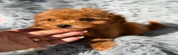 Maltipoo perros en venta: Maltipoo rojo - Anuncio 7