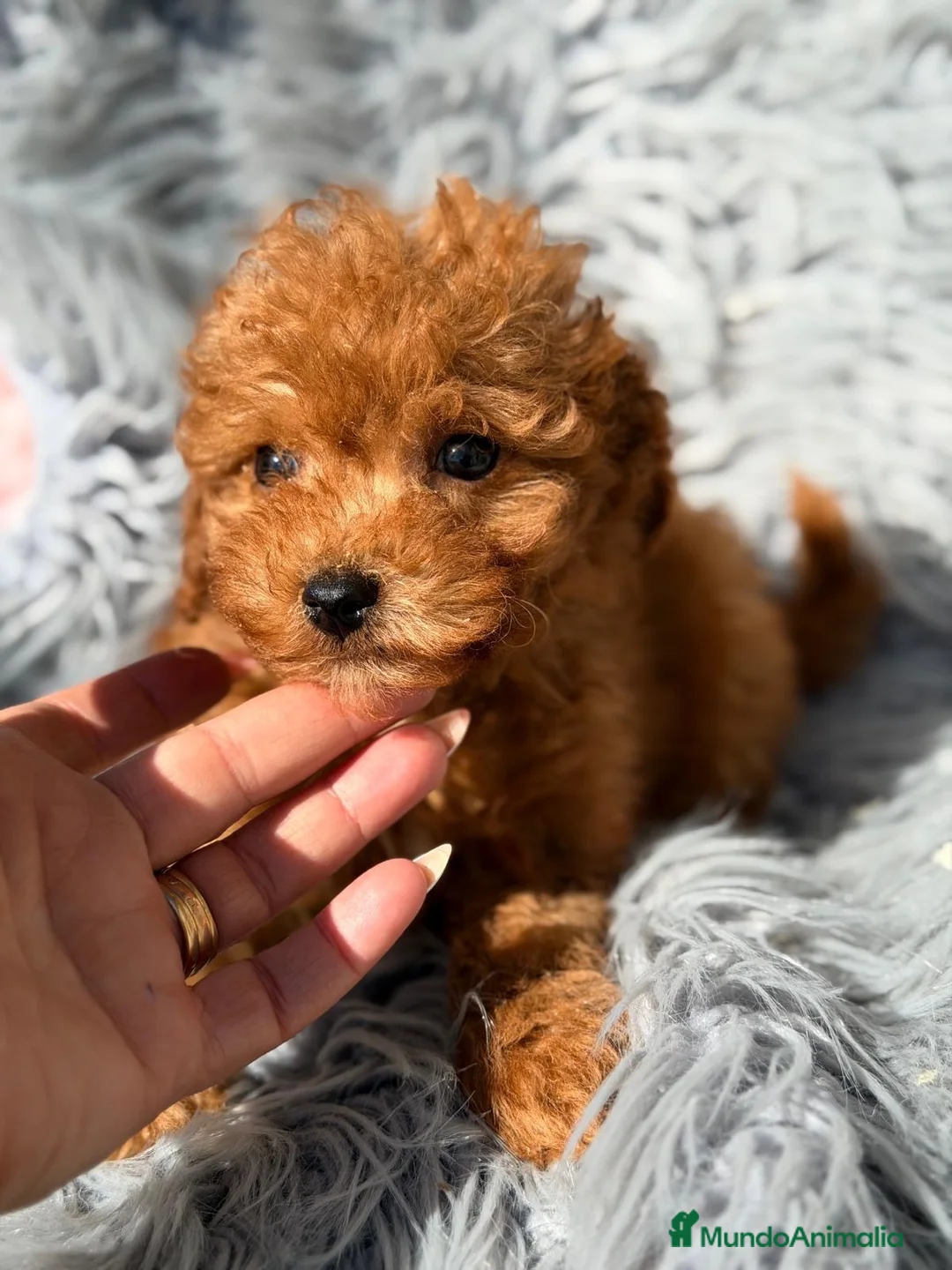 Maltipoo perros en venta: Maltipoo rojo - Anuncio 7
