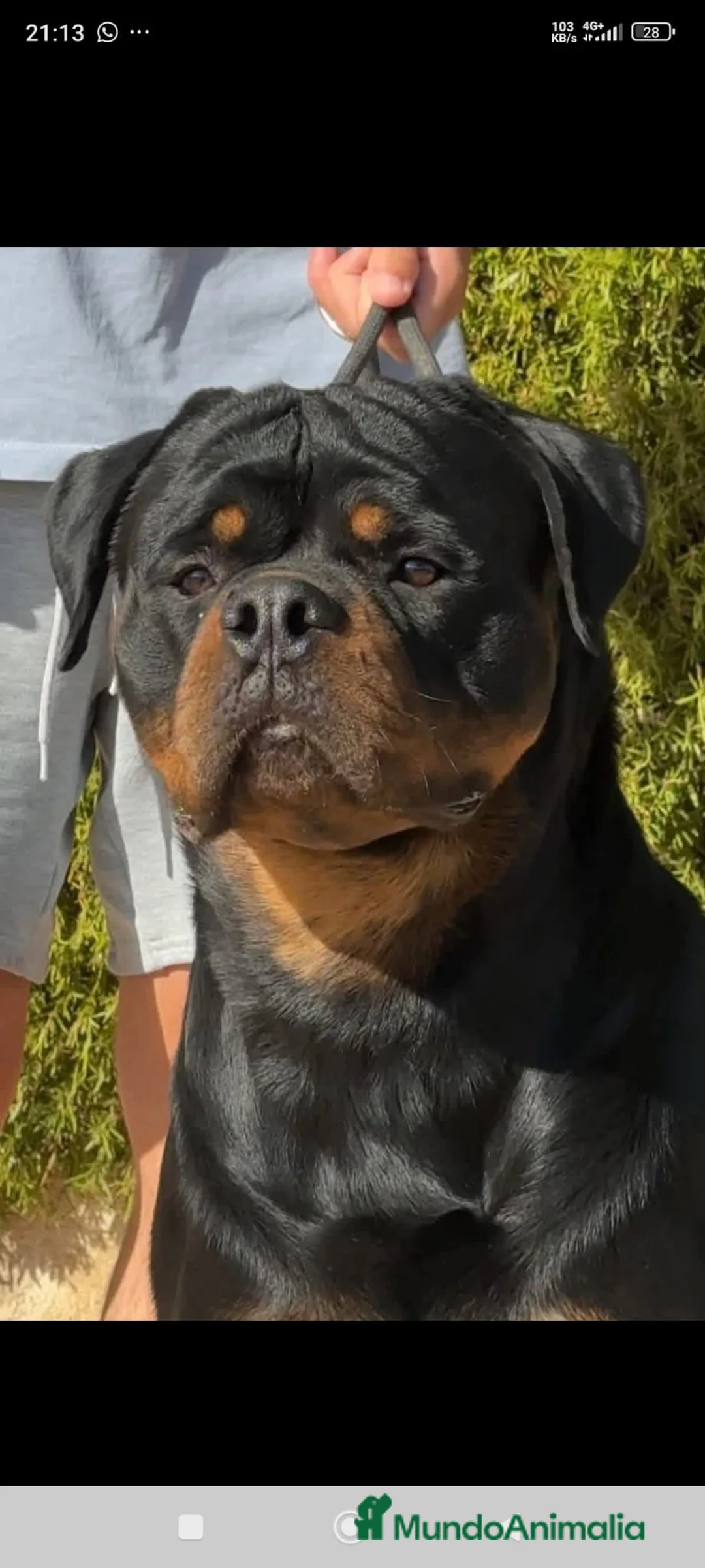 Rottweiler perros en venta: Rottweiler  - Anuncio 4