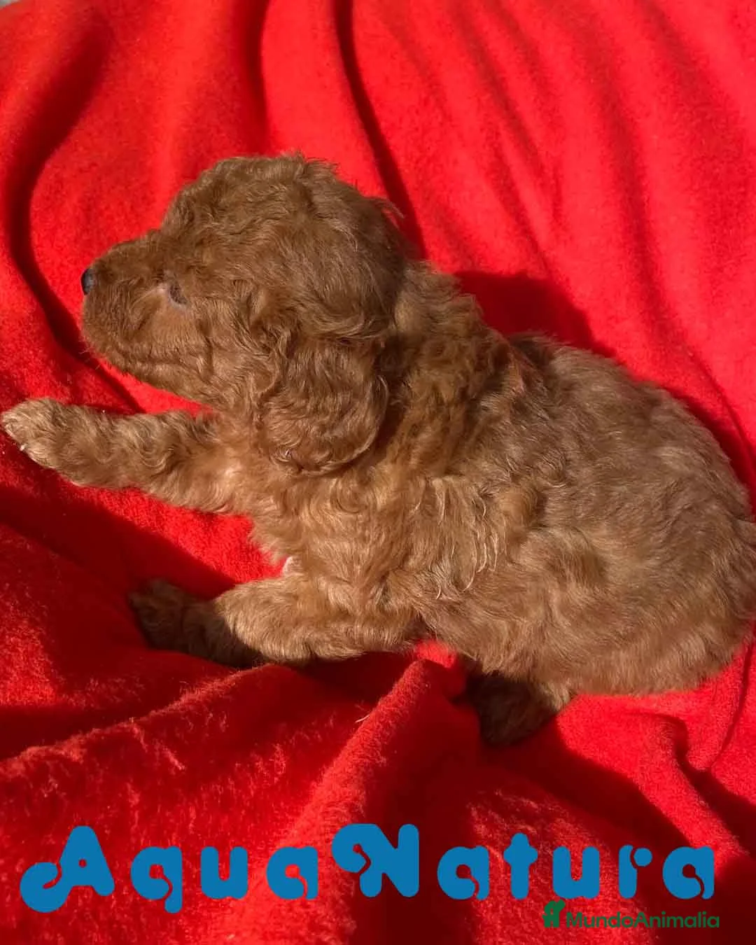 Caniche Toy perros en venta: Caniche Macho 7351 de Camila - AQUANATURA en Barcelona - Anuncio 6