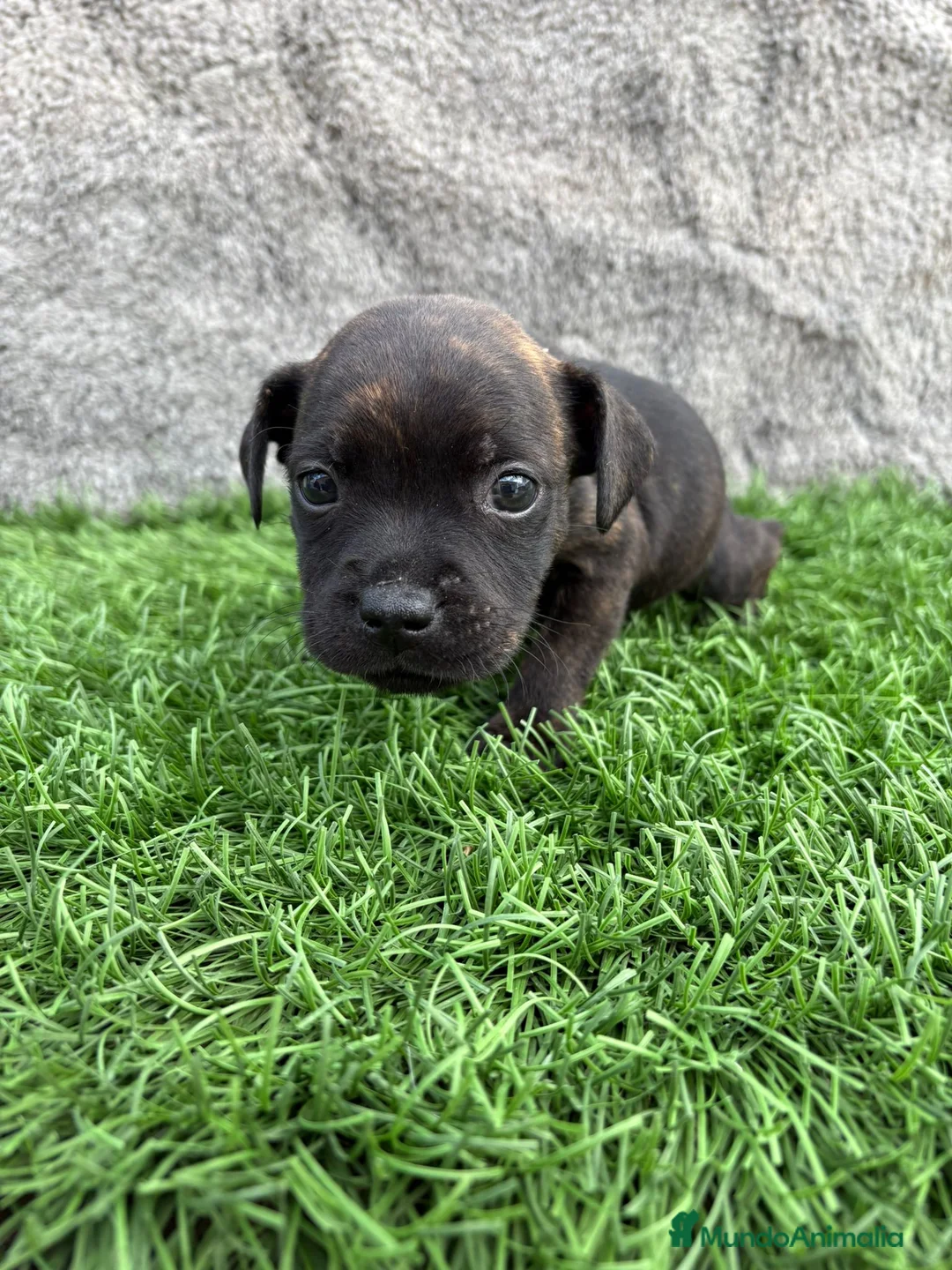 Staffordshire Bull Terrier perros en venta: Cachorro macho de Staffordsshire Bull Terrier  - Anuncio 2