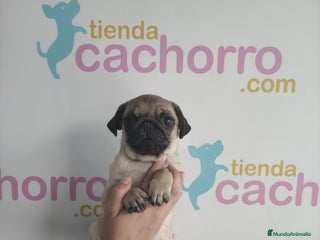 Carlino - Pug perros - Anuncio 2
