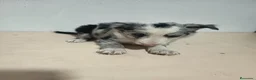 Border Collie perros en venta: BORDE COLLIE - Anuncio 14