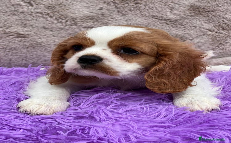 Cavalier King Charles Spaniel perros - Propaganda 11
