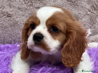 Cavalier King Charles Spaniel perros - Anuncio 21