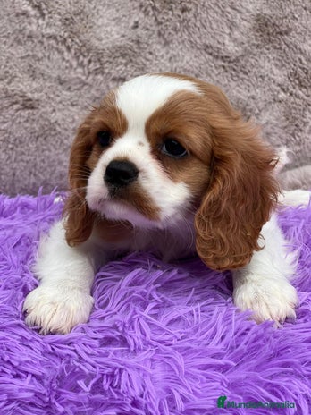Cavalier King Charles Spaniel perros - Anuncio 7