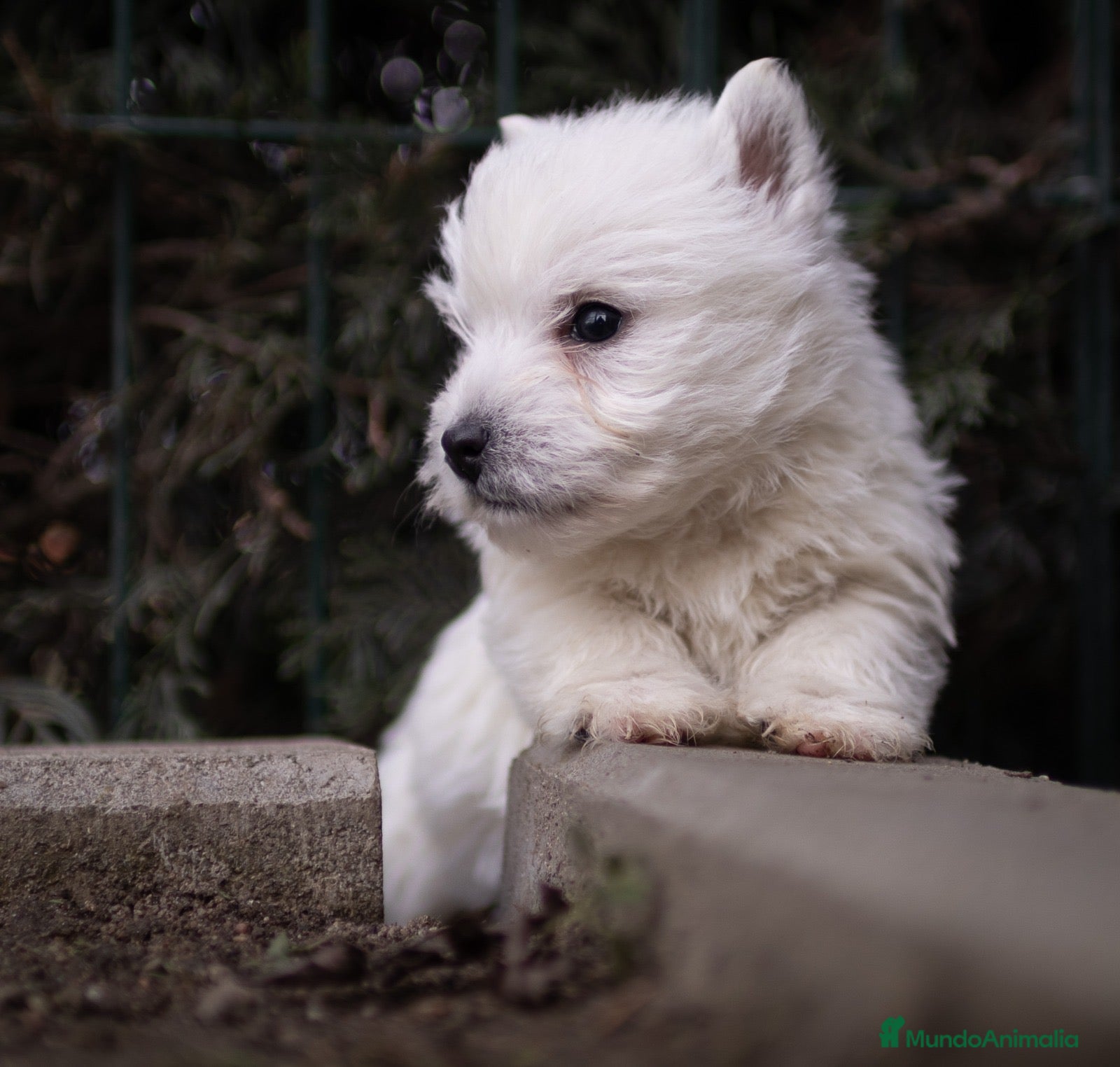 West Highland White Terrier perros Hembra Westy - Anuncio 1