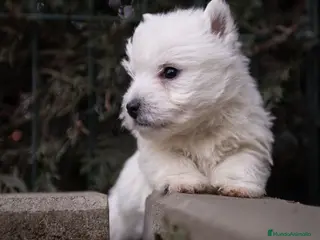 West Highland White Terrier perros Hembra Westy - Anuncio 1