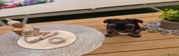 Yorkshire Terrier perros en venta: Yorkshire terrier - Anuncio 9