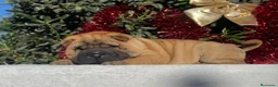 Shar Pei perros en venta: SHAR PEI BEBES en Málaga - Anuncio 4