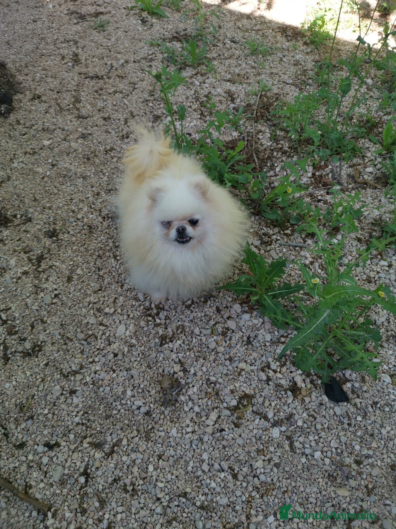 Pomerania perros Hembra de pomerania de 4 años  - Anuncio 1