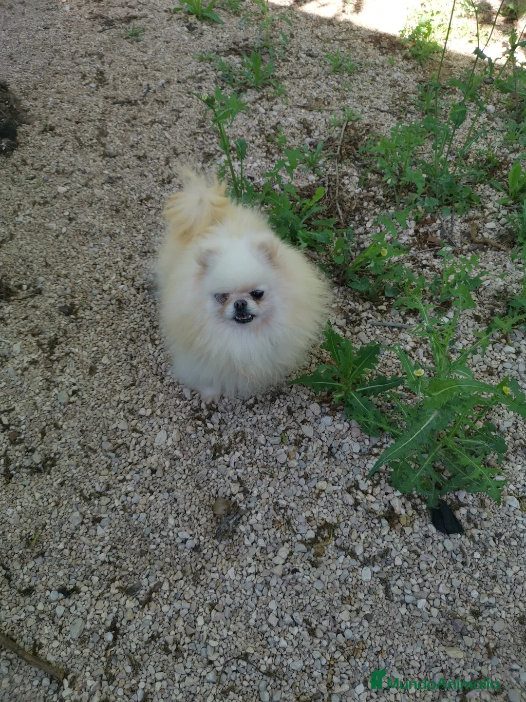 Pomerania perros en adopcion: Hembra de pomerania de 4 años  - Anuncio 1