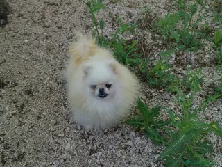 Pomerania perros Hembra de pomerania de 4 años - Anuncio 1