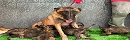 Pastor Belga Malinois perros en venta: Disponible Pastores belga Malinois  - Anuncio 5