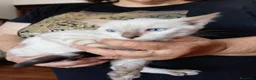 Bengalí gatos en venta: Bengalí snow - Anuncio 3