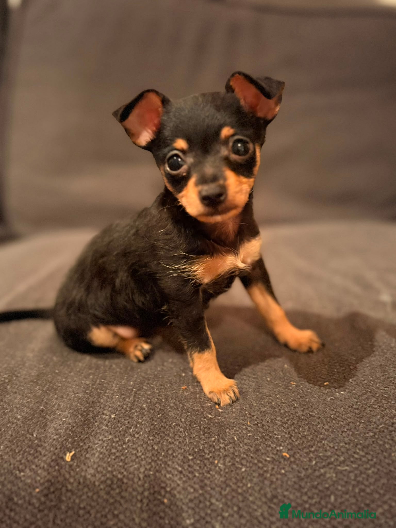 Pinscher Miniatura perros Pincher mini hembra  - Anuncio 1