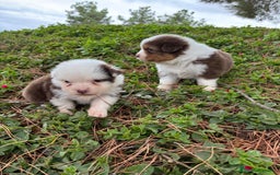 Pastor Australiano perros en venta: Pastor Australiano  - Imagen 13