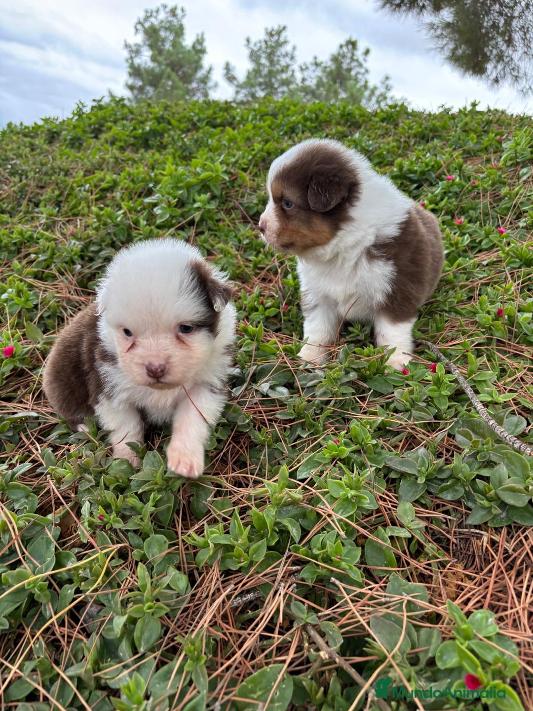 Pastor Australiano perros en venta: Pastor Australiano  - Imagen 13