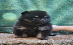 Pomerania perros en venta: Cachorros de calidad  - Imagen 4