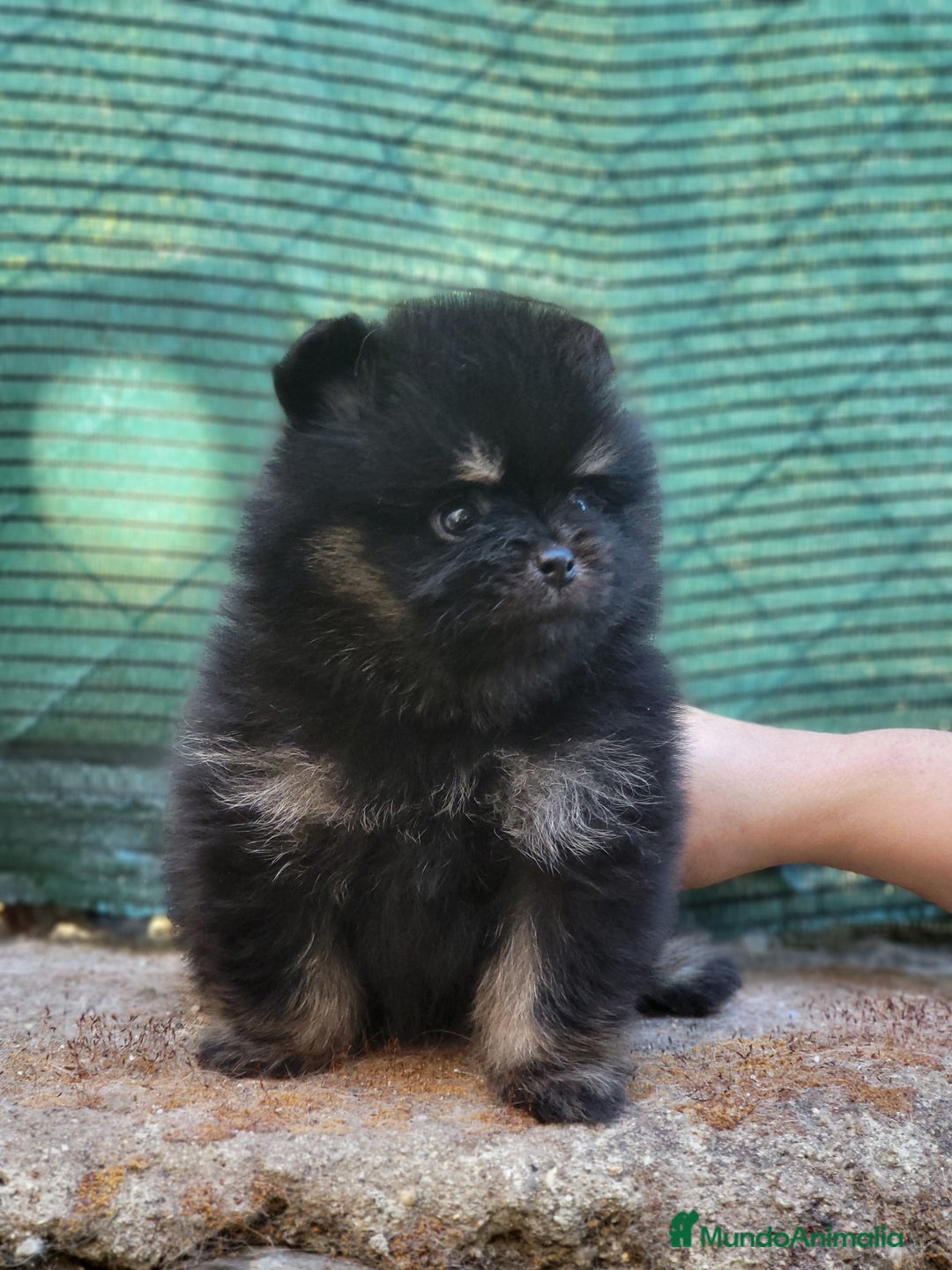 Pomerania perros en venta: Cachorros de calidad  - Imagen 4