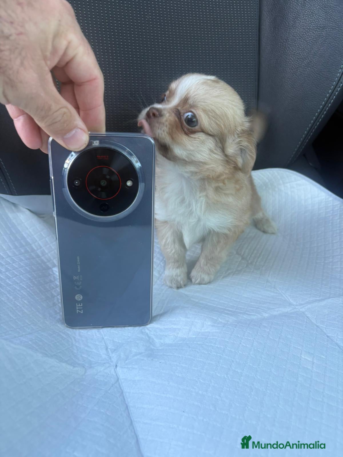 Chihuahua perros Chihuahua toy pelo largo MACHO - Anuncio 23