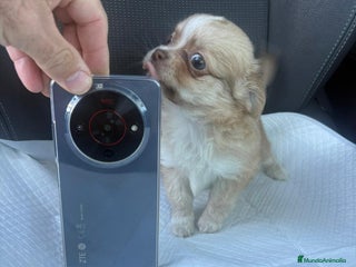 Chihuahua perros Chihuahua toy pelo largo hembra - Anuncio 2