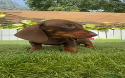 Teckel perros en venta: TECKEL HEMBRA CHOCOLATE MINIATURA  - Imagen 4