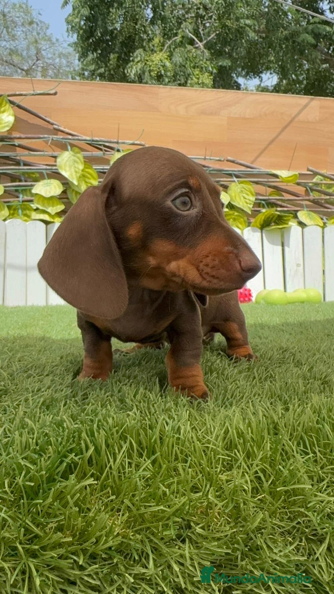 Teckel perros en venta: TECKEL HEMBRA CHOCOLATE MINIATURA  - Imagen 4
