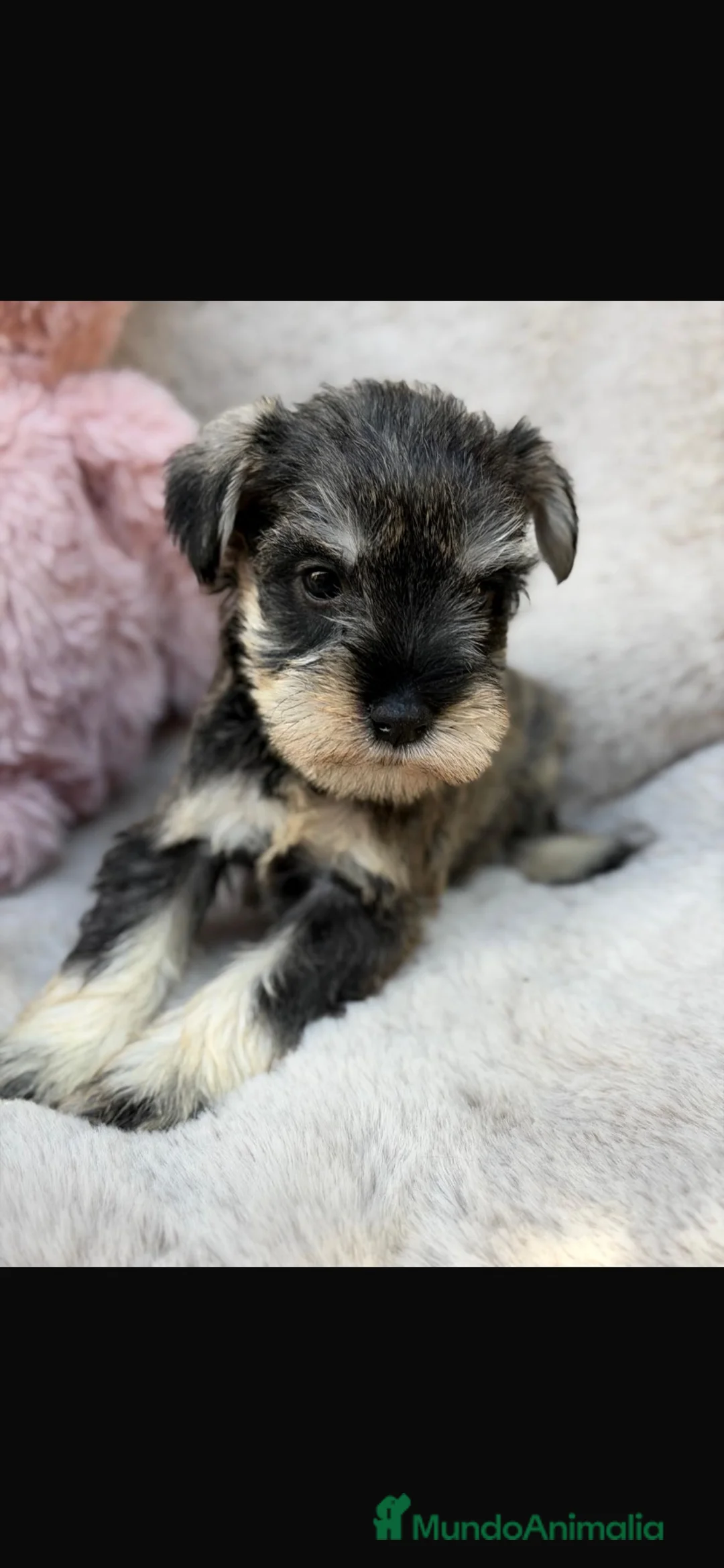 Schnauzer Miniatura perros en venta: Schnauzer sal y pimienta y negros  - Anuncio 2