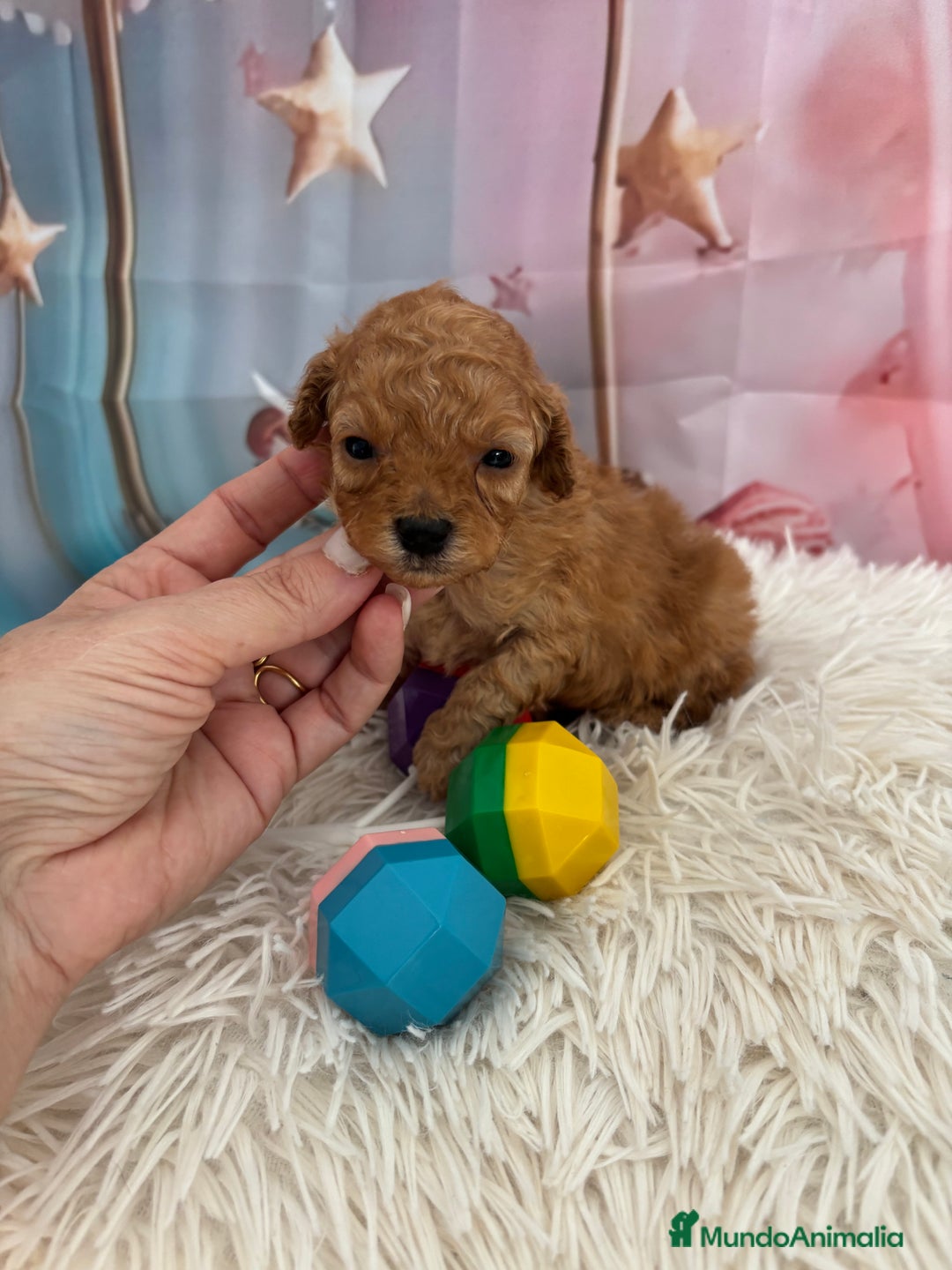 Caniche Toy perros en venta: Caniche Toy Apricot  - Anuncio 4