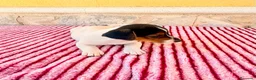 Jack Russell Terrier perros en venta: Jack Russell terrier  - Anuncio 15