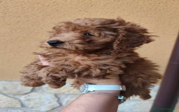 Caniche Enano perros en venta: Ultimo caniche enano - Imagen 5