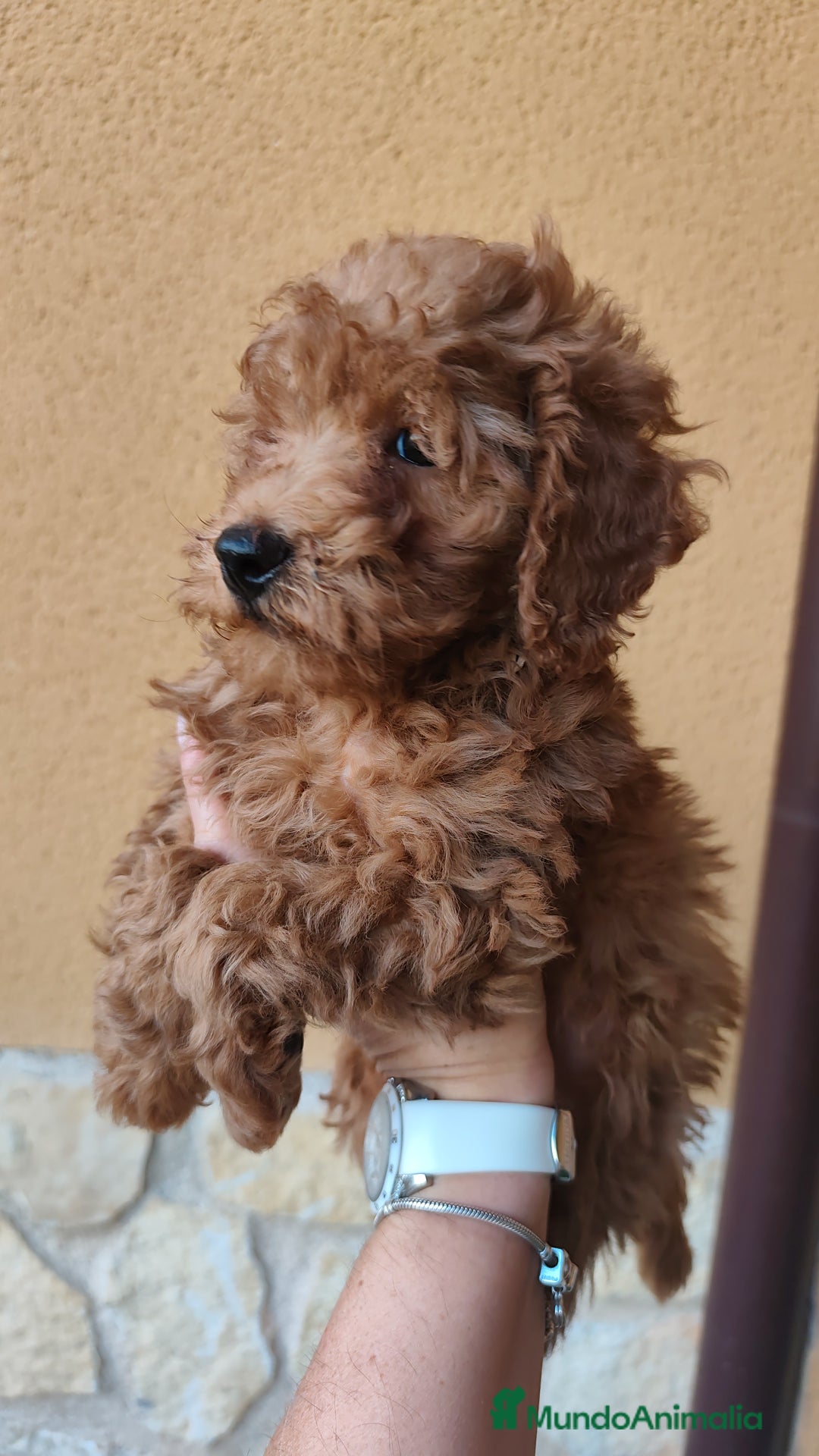 Caniche Enano perros en venta: Ultimo caniche enano - Imagen 5