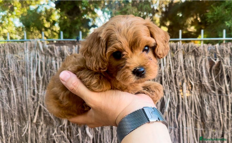 Maltipoo perros - Propaganda 5