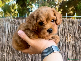 Maltipoo perros - Anuncio 2